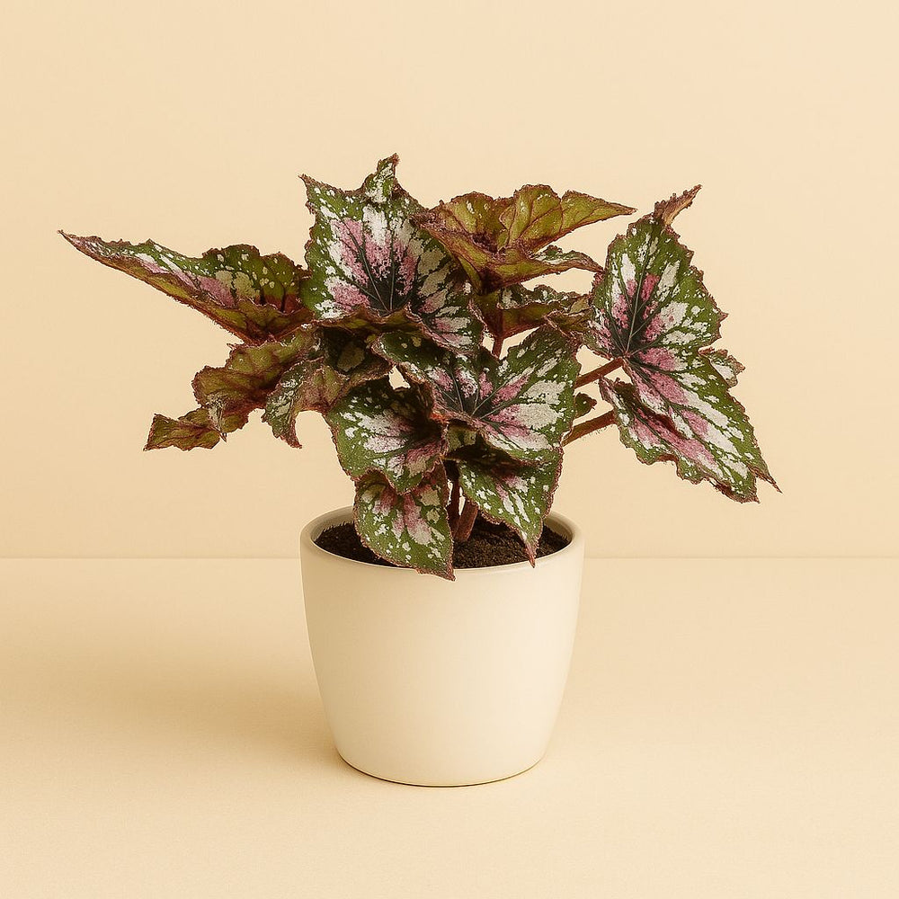 Begonia Alaska Creek 32cm