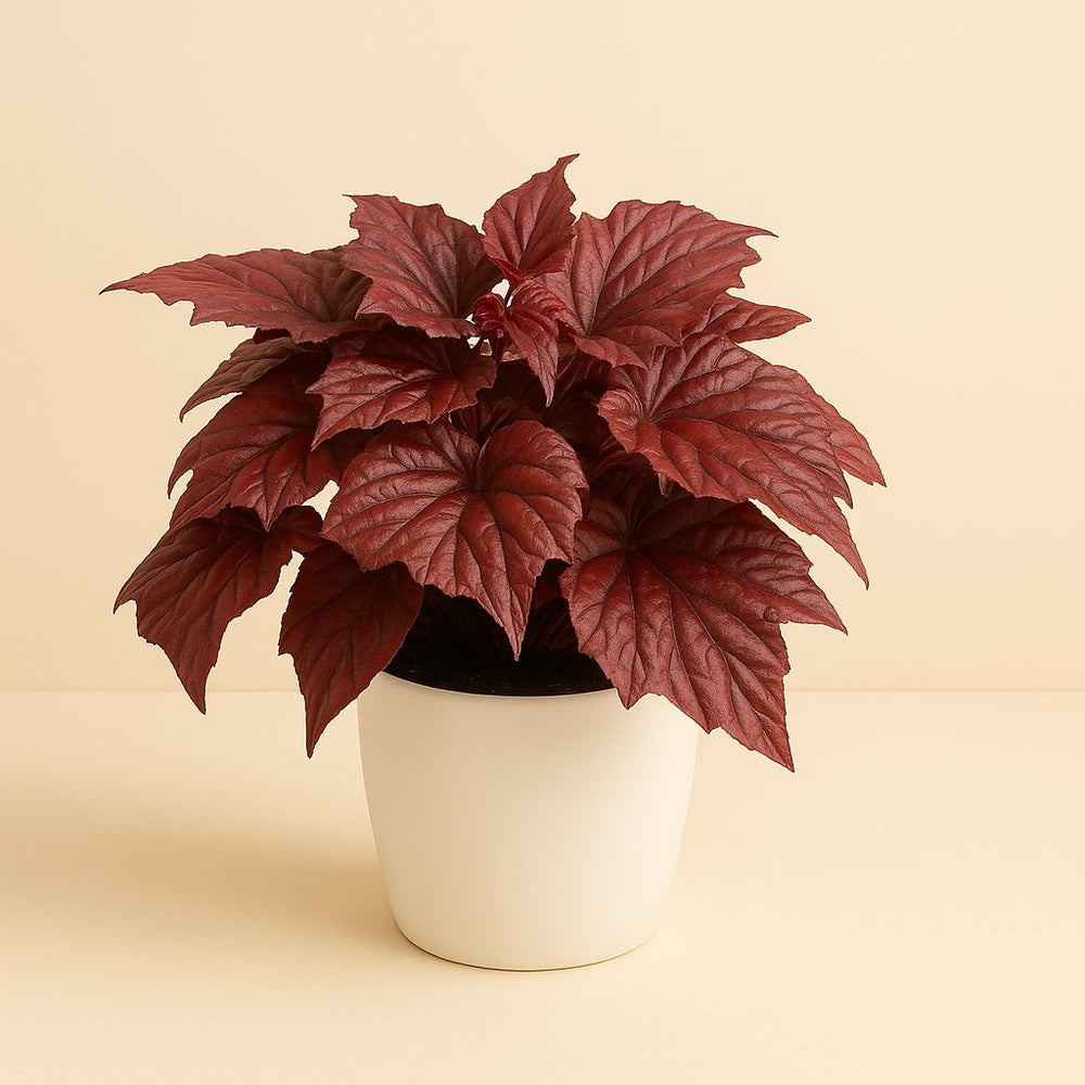 Begonia Inca Flame 32cm