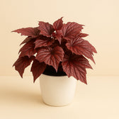 Begonia Inca Flame 32cm