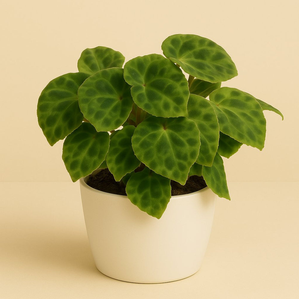 Begonia Kingiana 20cm