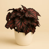 Begonia Rex Etna 25cm