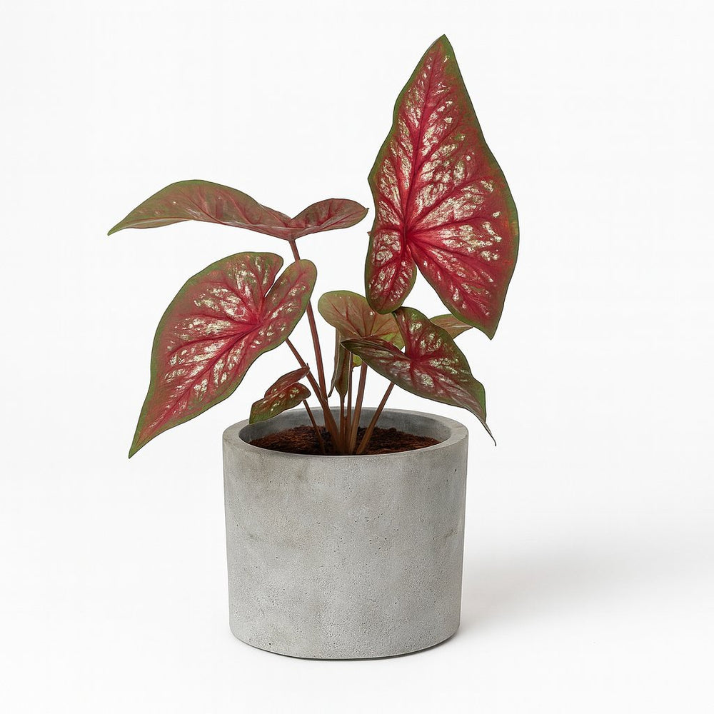 Caladium Bicolor 25cm