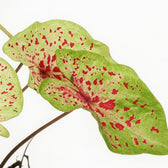 Caladium Miss Muffet 25cm Nahaufnahme