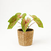 Caladium Miss Muffet 25cm
