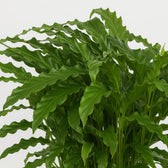 Calathea Bluegrass 65cm Nahaufnahme