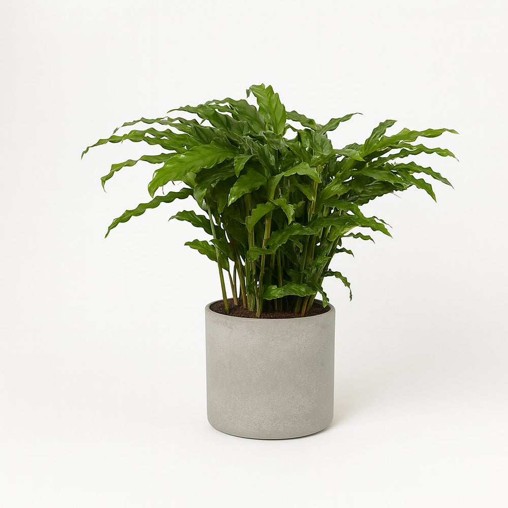 Calathea Bluegrass 65cm