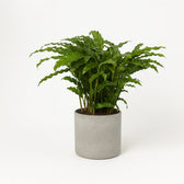 Calathea Bluegrass 65cm