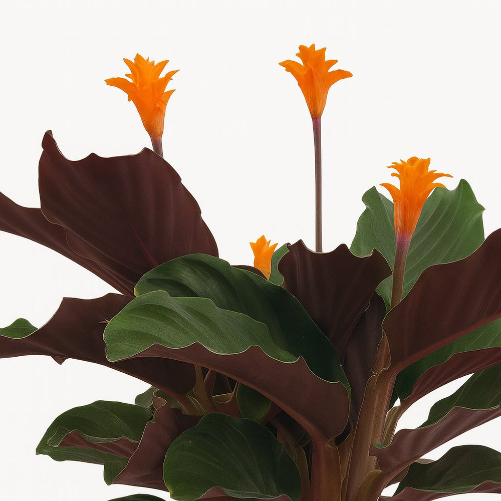 Calathea Crocata 40cm Nahaufnahme