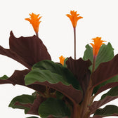 Calathea Crocata 40cm Nahaufnahme