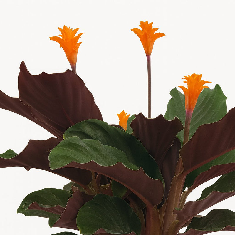 Calathea Crocata Detail