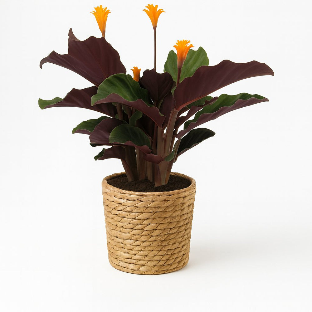Calathea Crocata 40cm