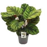 Calathea Fasciata 50cm