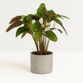 Calathea Flamestar 75cm