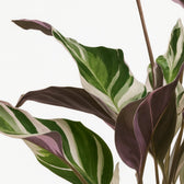 Calathea Fusion White 40cm Nahaufnahme