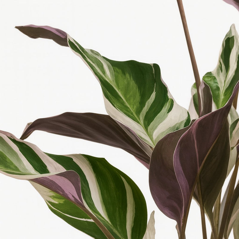 Calathea Fusion White Detail