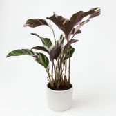 Calathea Fusion White 40cm