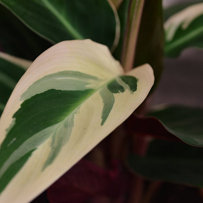Calathea Triostar Detail