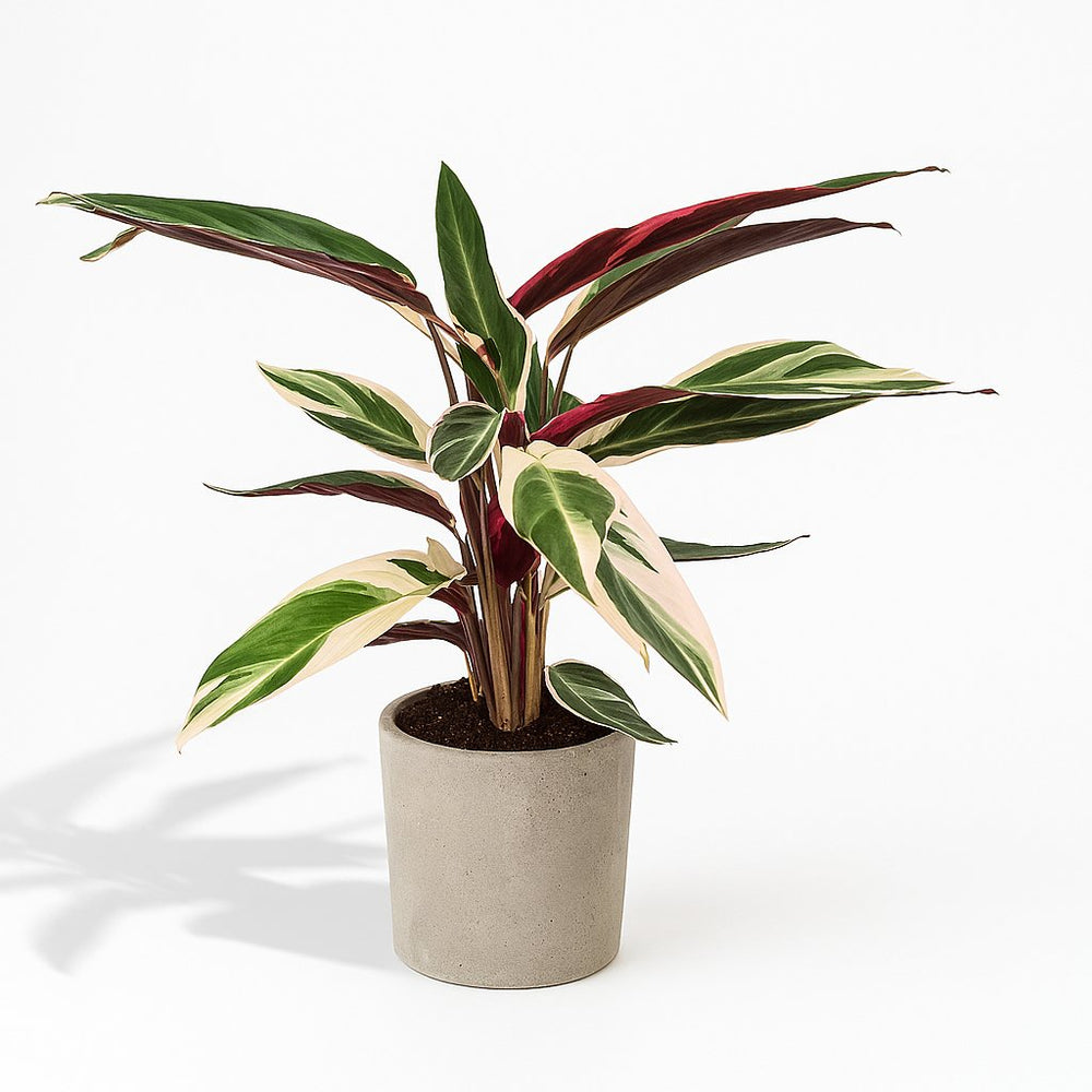 Calathea Triostar 70cm
