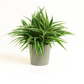 Chlorophytum Ocean 25cm im 15cm Topf