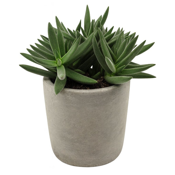 Crassula Tenelli 15cm im 11cm Topf