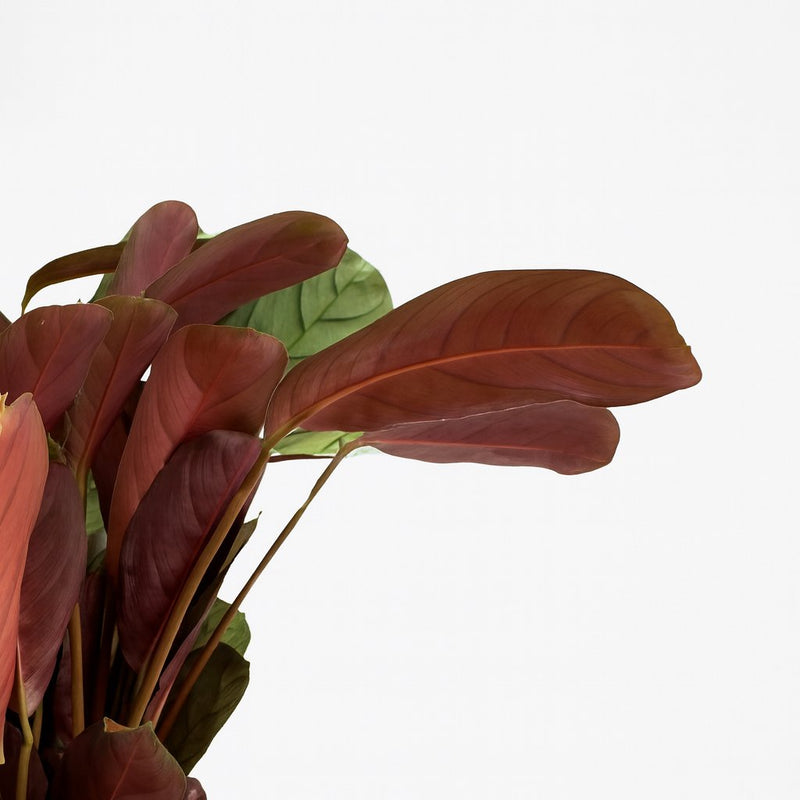 Ctenanthe Amagris Detail