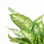 Dieffenbachia Compacta 45cm im 17cm Topf Nahaufnahme