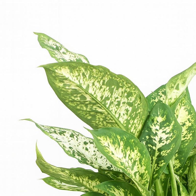 Dieffenbachia Compacta Detail