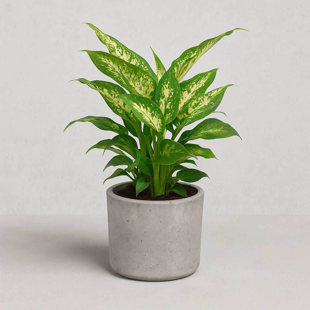 Dieffenbachia Compacta 45cm im 17cm Topf