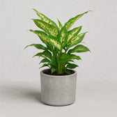 Dieffenbachia Compacta 45cm im 17cm Topf