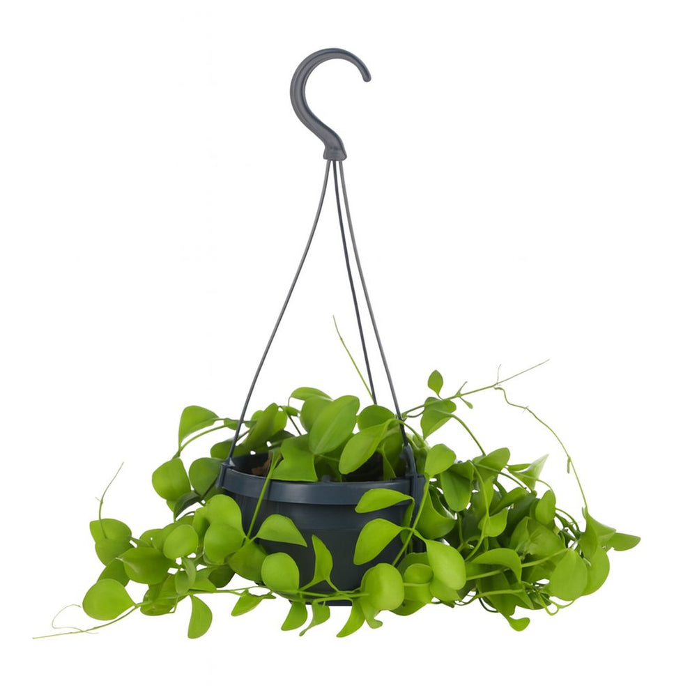 Dischidia Imbricata 40cm im 14cm Topf