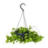 Dischidia Imbricata 40cm im 14cm Topf