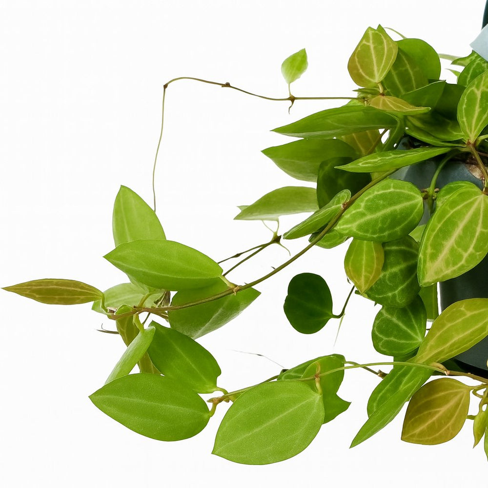 Dischidia Ovata 40cm im 14cm Topf Nahaufnahme