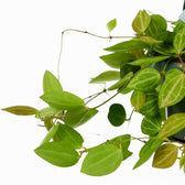 Dischidia Ovata 40cm im 14cm Topf Nahaufnahme
