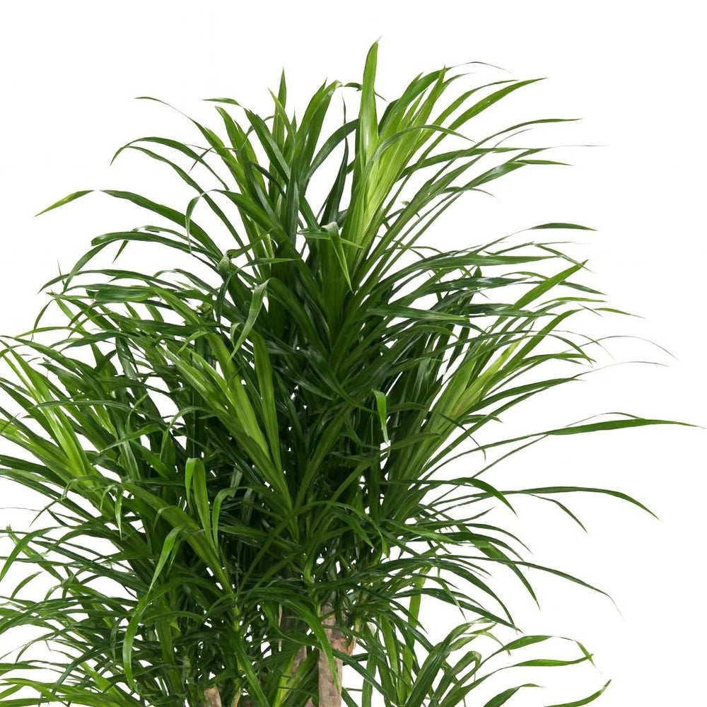 Dracaena Anita 100cm Nahaufnahme