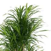 Dracaena Anita 100cm Nahaufnahme