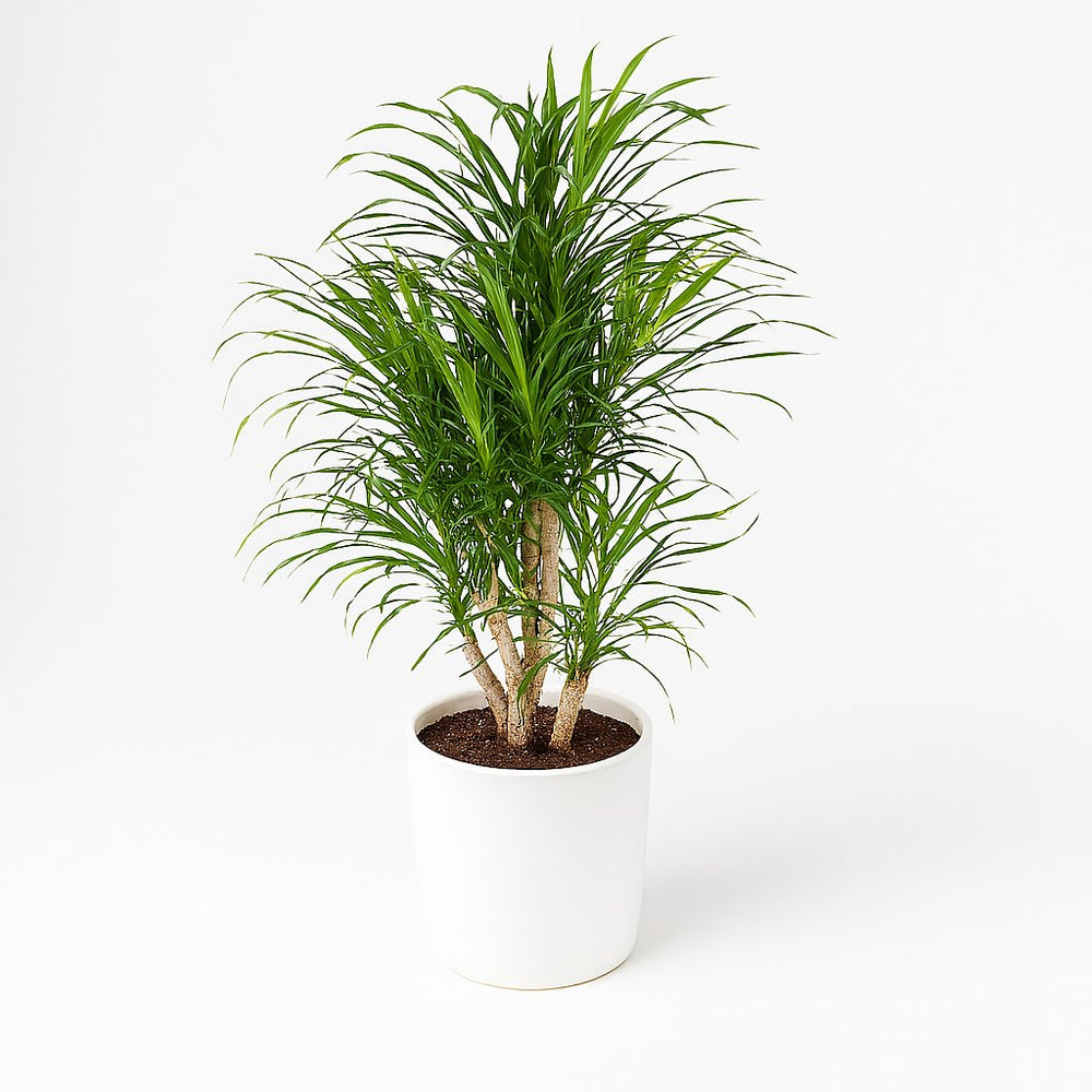 Dracaena Anita 100cm