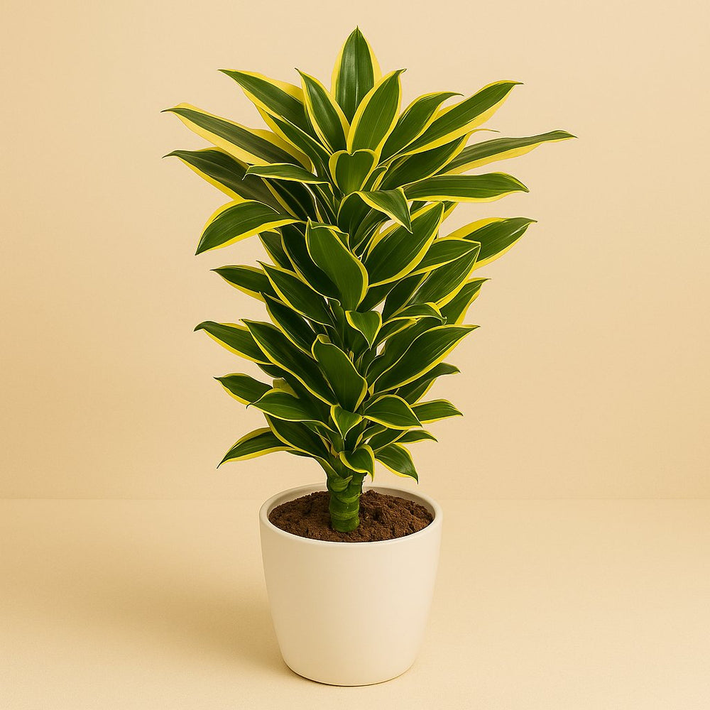 Dracaena Golden Coast 110cm