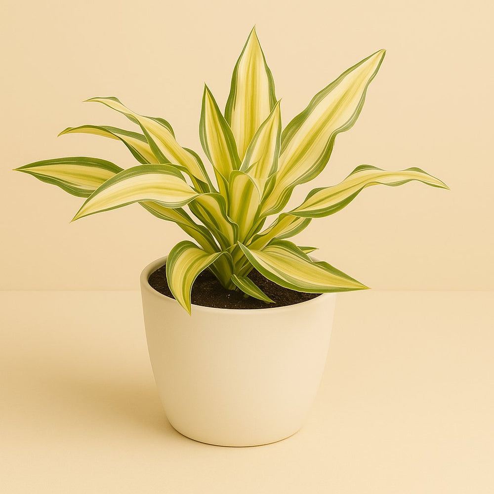 Dracaena Malaika 22cm