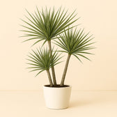 Dracaena Marginata Bicolor 70cm