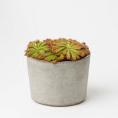 Drosera Aliciae 12cm im 12cm Topf