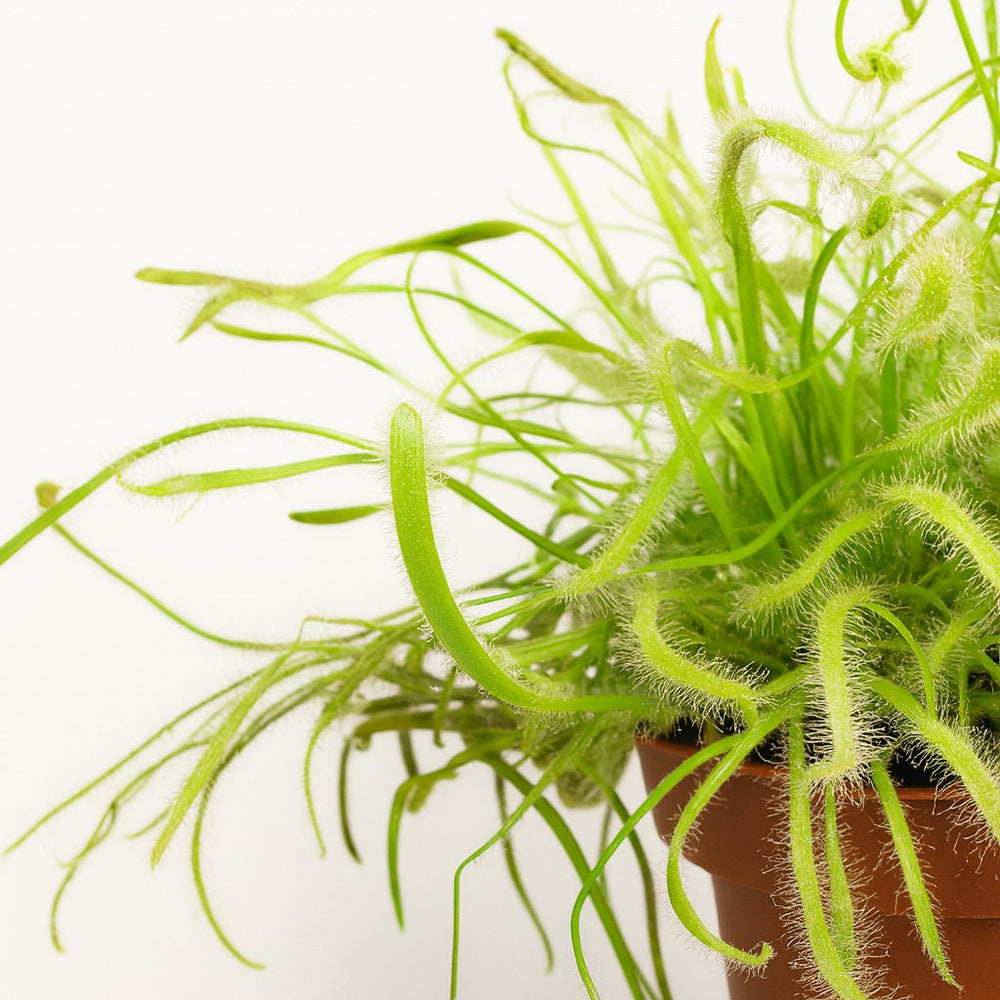 Drosera Capensis 17cm im 12cm Topf Nahaufnahme
