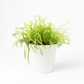 Drosera Capensis 17cm im 12cm Topf