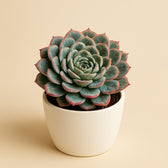 Echeveria Elegans 15cm im 9cm Topf
