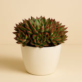 Echeveria Pulvinata 20cm im 15cm Topf