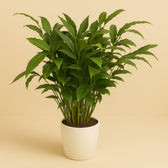 Elettaria Cardamomum 120cm im 27cm Topf