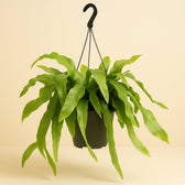 Epiphyllum Pumilum 60cm im 25cm Topf