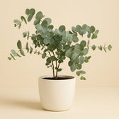Eucalyptus Gunni 35cm im 14cm Topf
