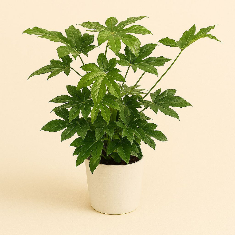 Fatsia Japonica 85cm