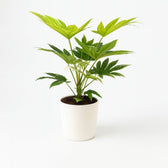Fatsia Japonica Spider Web 50cm im 17cm Topf