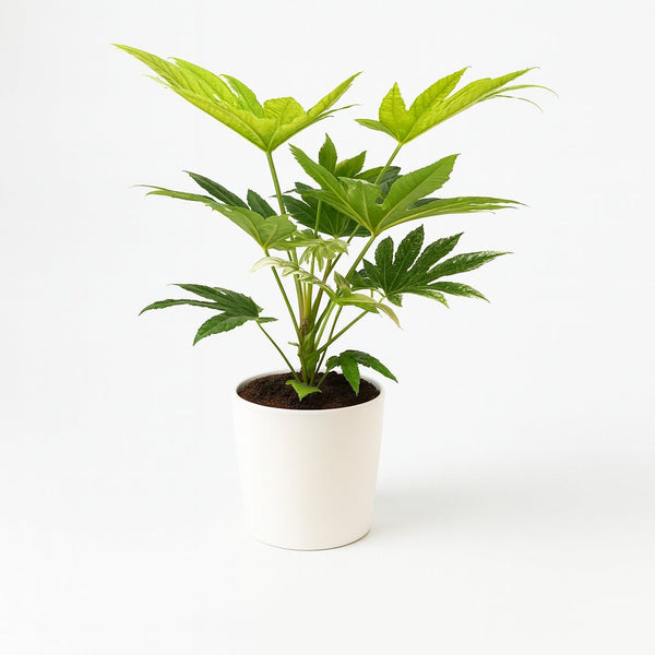Fatsia Japonica Spider Web 50cm im 17cm Topf
